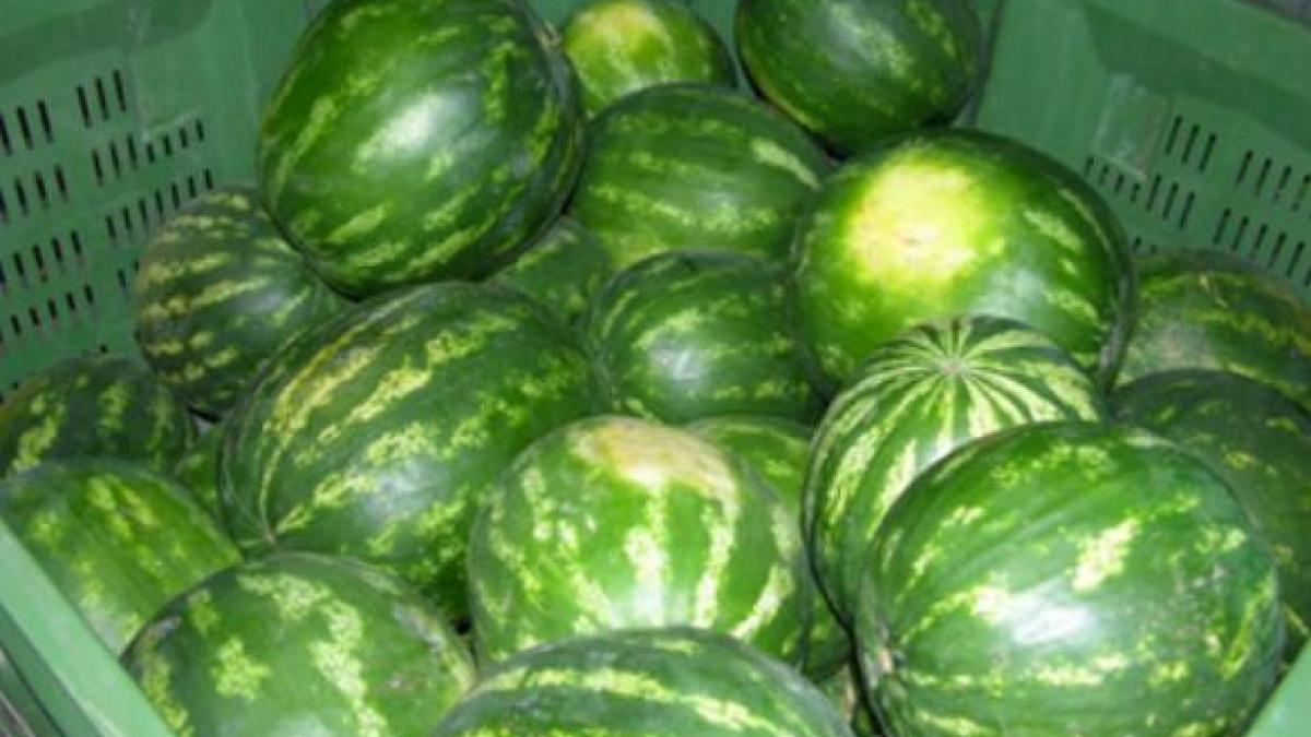 pepeni cu virus necunoscut