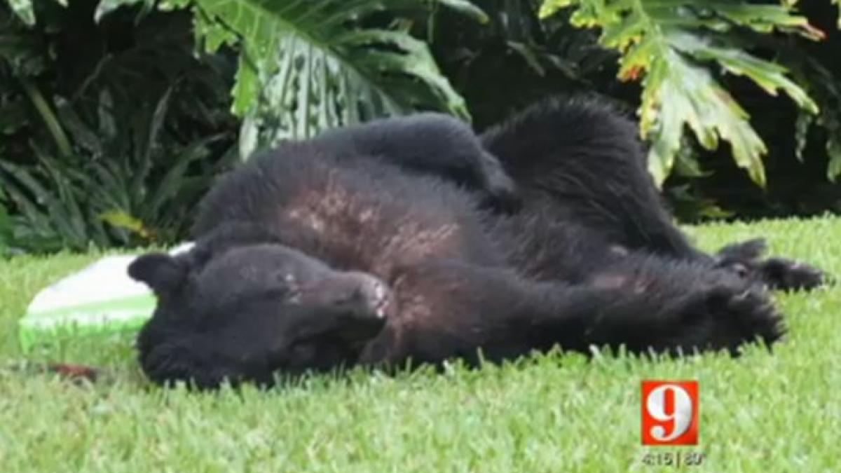 un urs a dat iama in gospodaria oamenilor si a adormit acolo