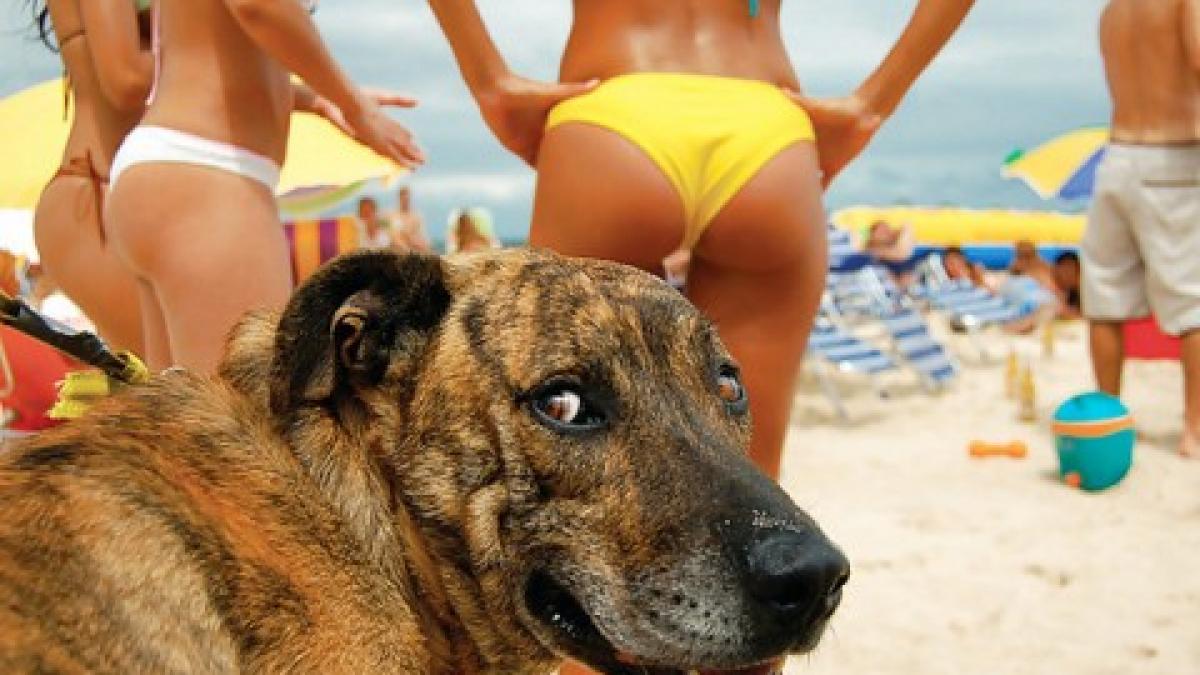 amenda uriasa pentru ca si a lasat cainele liber pe plaja