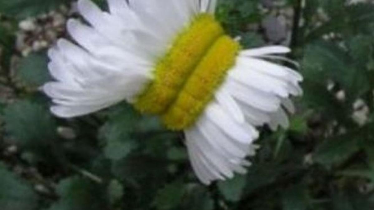 efectele dezastrului de la fukushima margarete mutante langa centrala nucleara