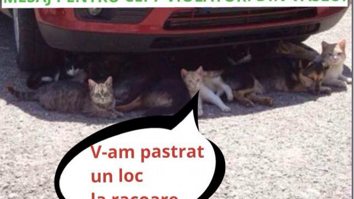 cum se amuza internautii pe seama caniculei