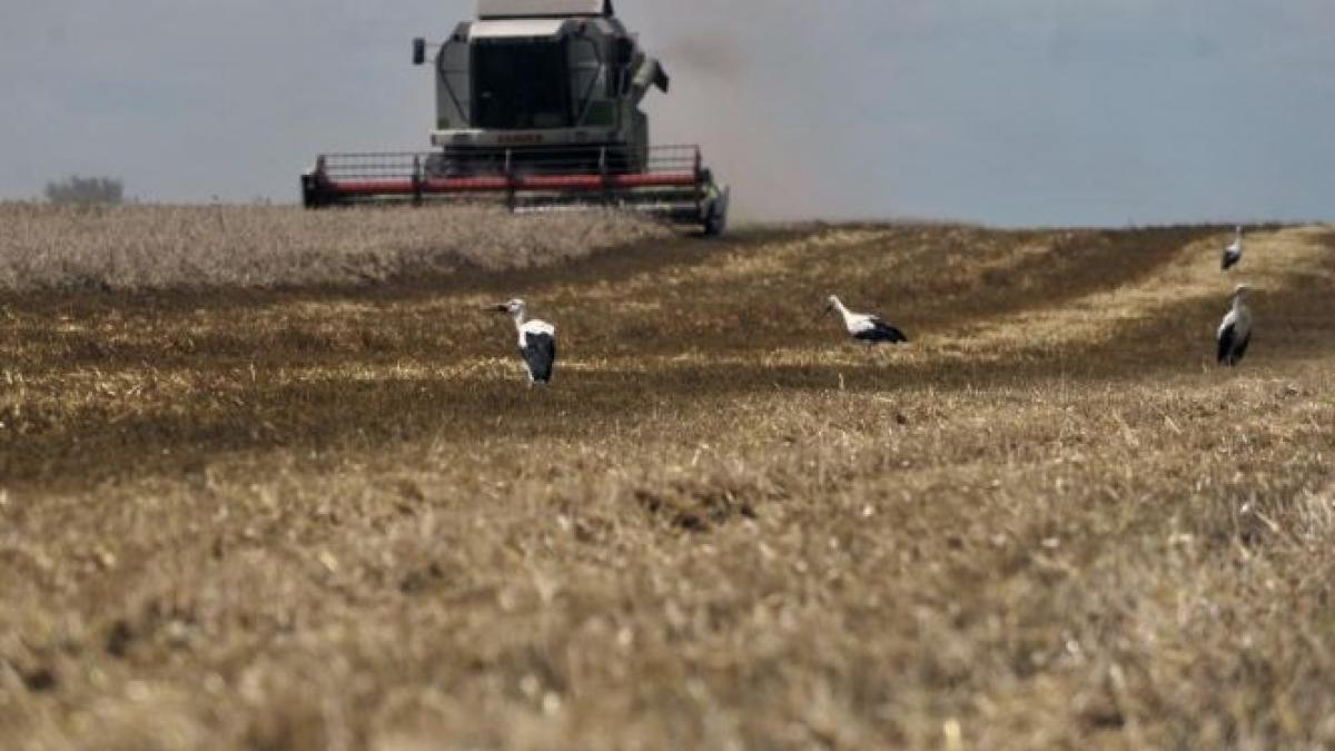 traian basescu imbogatit de recolta de la nana vezi cu cat ii umfla conturile productia de vara