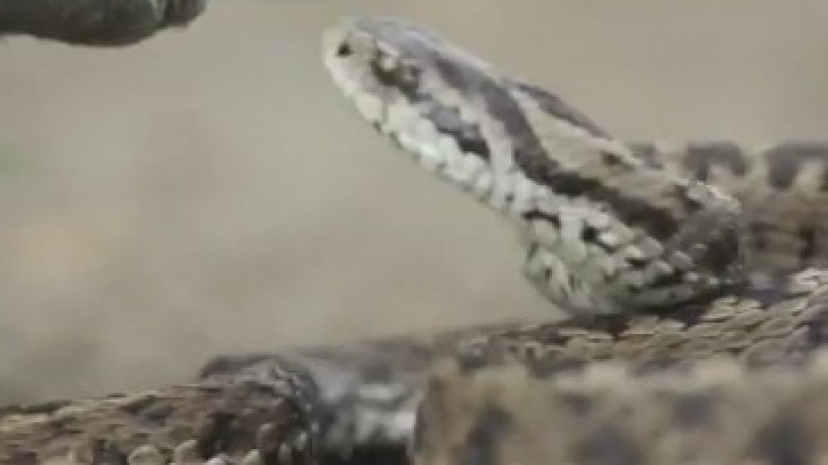 boa de nisip cel mai rar sarpe din romania