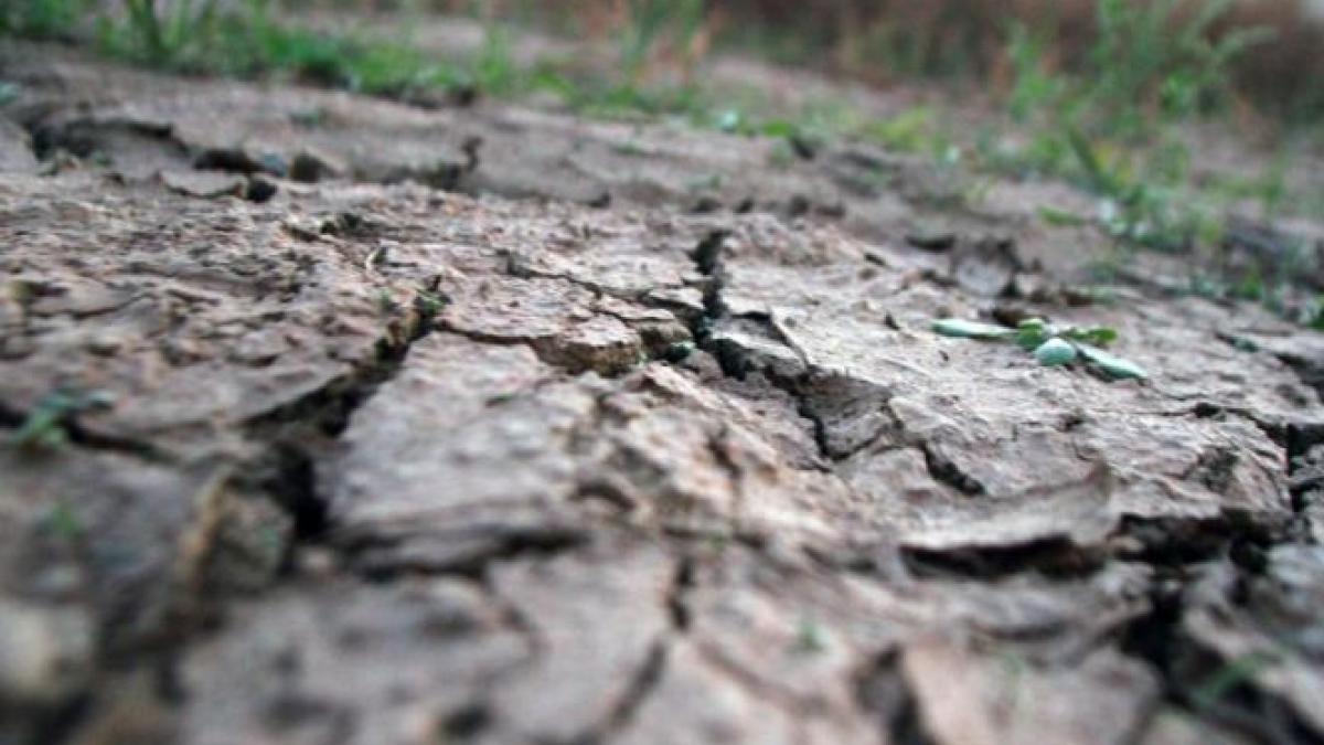 fermierii sunt disperati seceta a distrus recoltele video