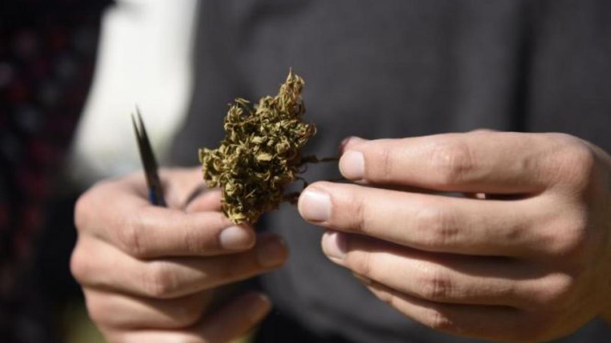 marijuana ar putea fi legalizata in marea britanie