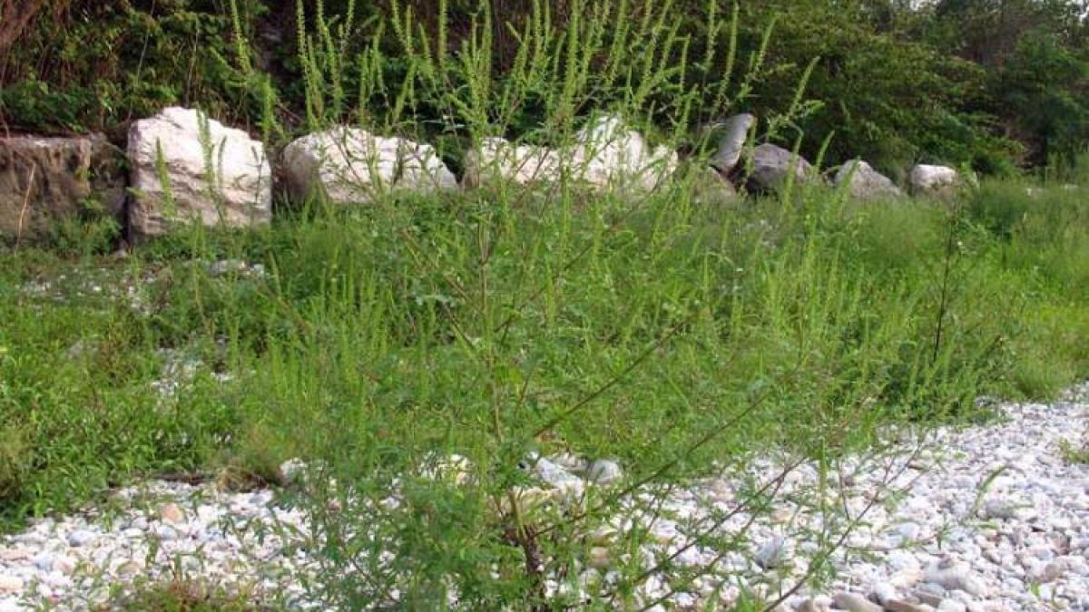 pericolul de langa noi medicii sunt alarmati