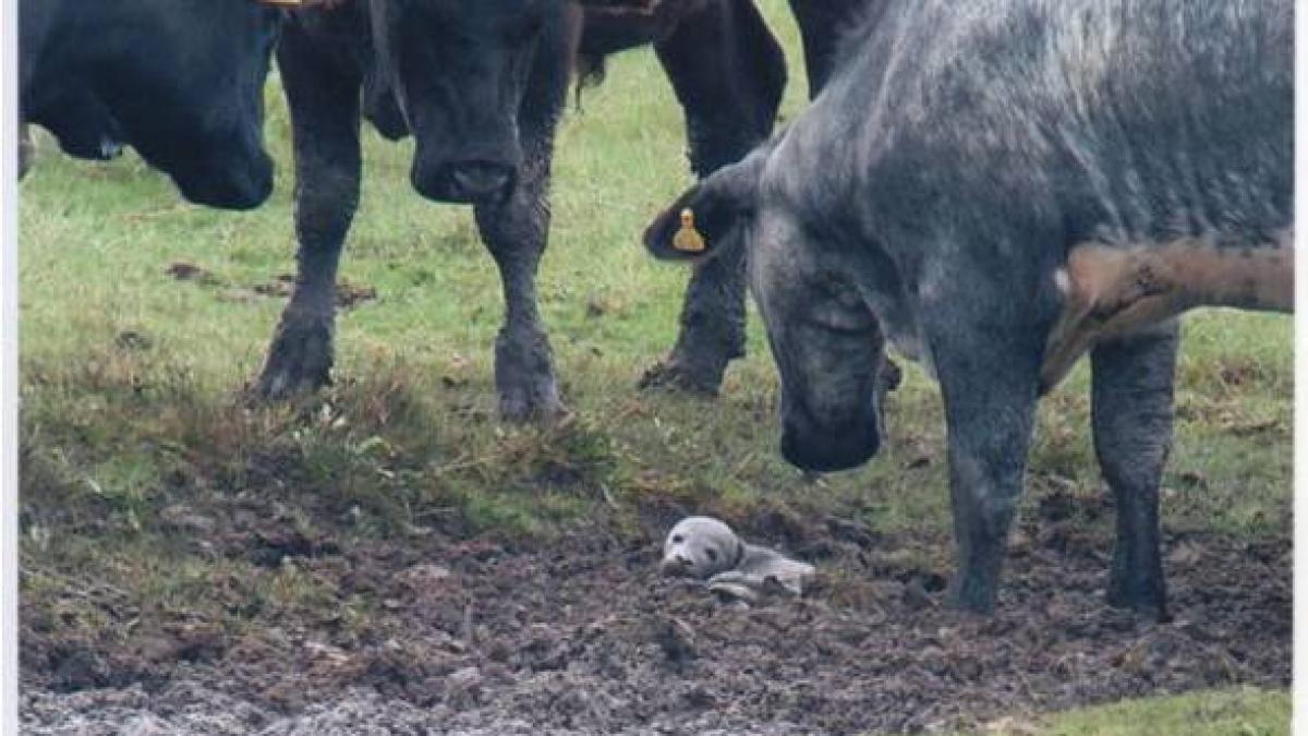 un pui de foca a fost salvat de la moarte de 30 de vaci