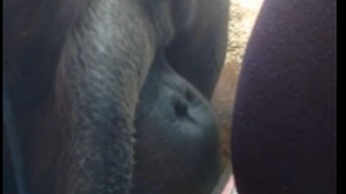 urangutanul s a apropiat de tanara vizitatoare care era insarcinata ce a urmat te va surprinde