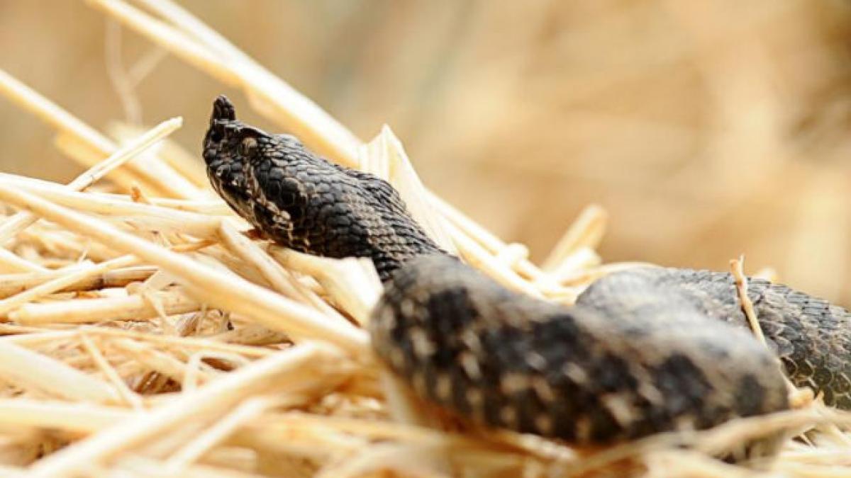 canicula a scos pana si serpii din ascunzatori