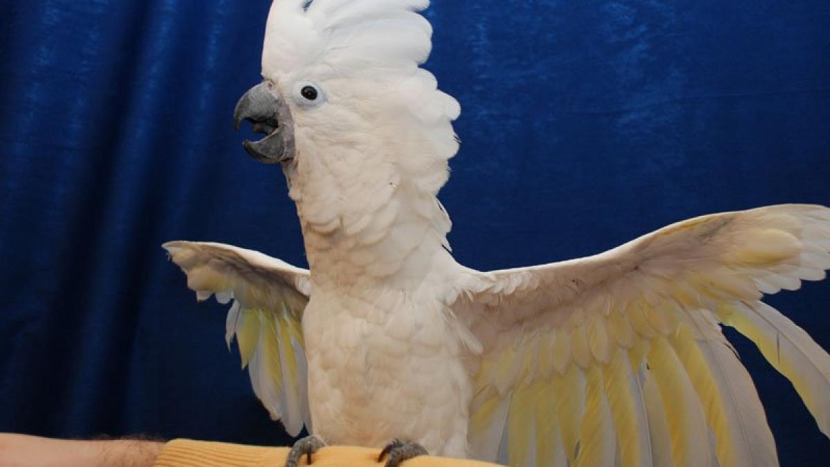 cel mai incapatanat papagal din lume vezi cum reuseste sa isi exaspereze stapanul