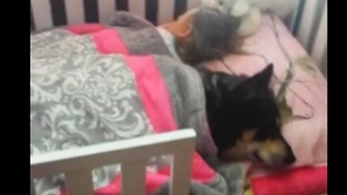 cine spune ca banii nu pot cumpara fericirea nu a platit niciodata o taxa de adoptie a unui animal