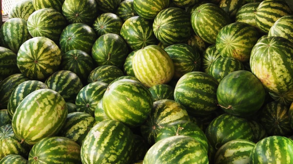 productia de pepeni la dabuleni a incetat din cauza caniculei