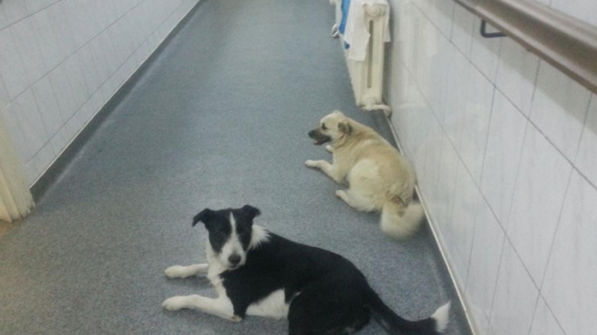 socant caini pe holurile spitalului printre pacienti
