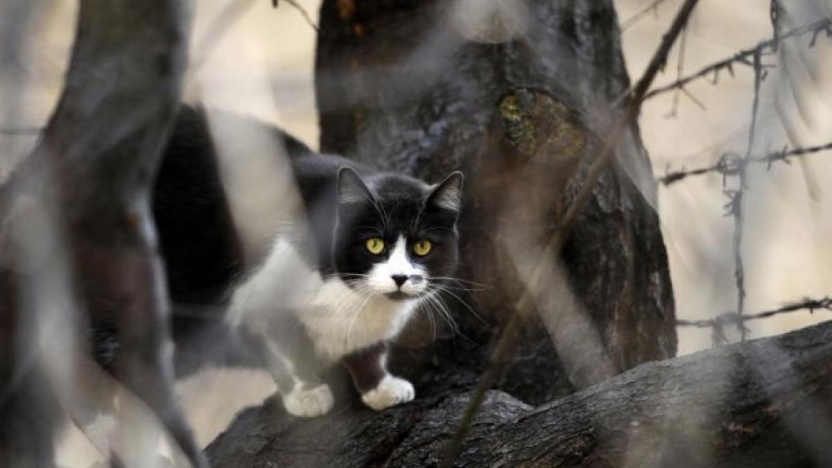 pisicile vor sta doar in casa nu mai au voie in strada