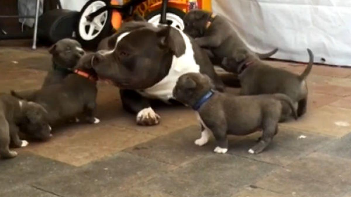 un pitbull coplesit de dragostea fratiorilor sai video