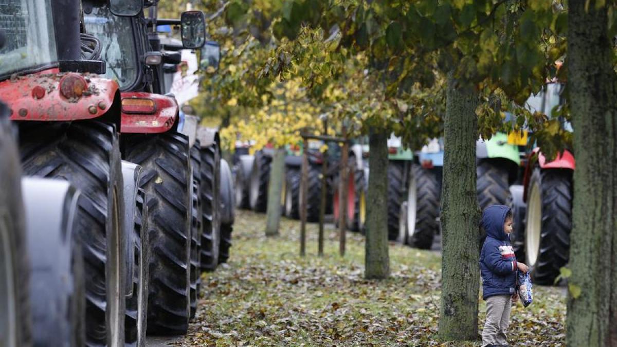 protest extrem cu balegar