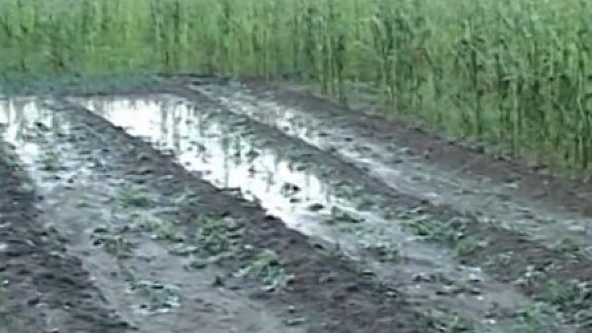 grindina a facut prapad in vrancea unde a distrus zeci de hectare de legume si pomi fructiferi