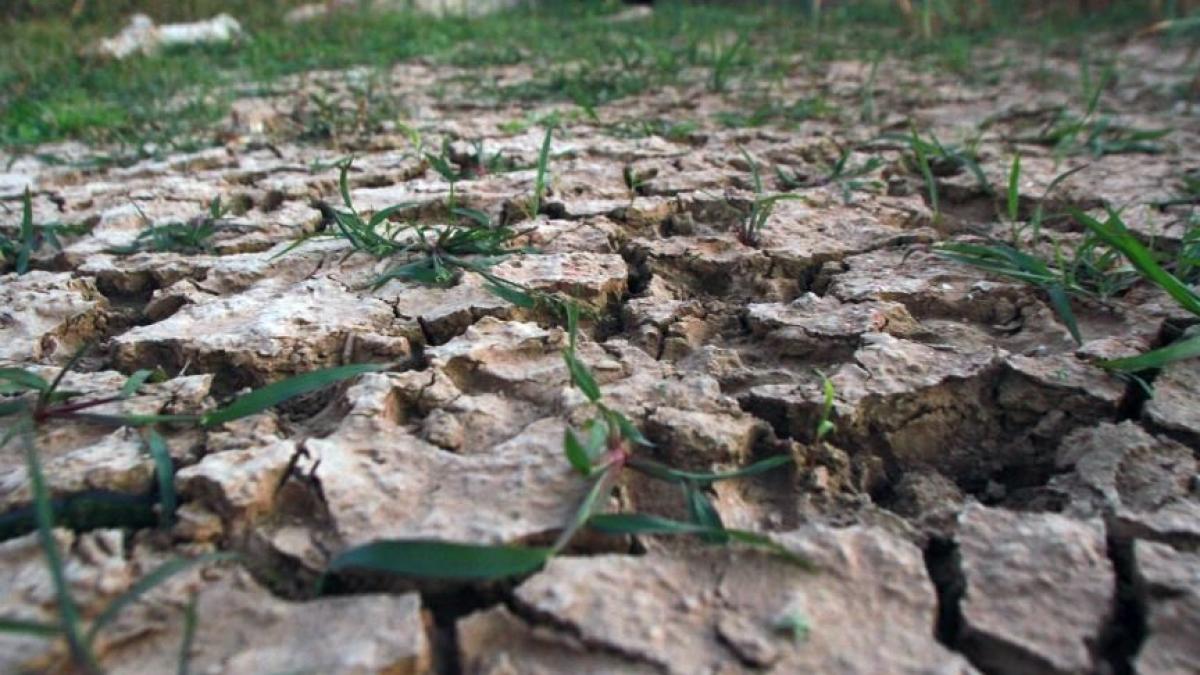 peste 48 000 de hectare de teren agricol din judetul vaslui afectate de seceta