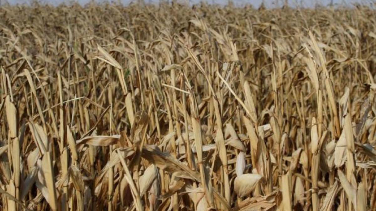 plangere penala pentru prognoze meteo gresite imi spui acum ploua acum nu ploua