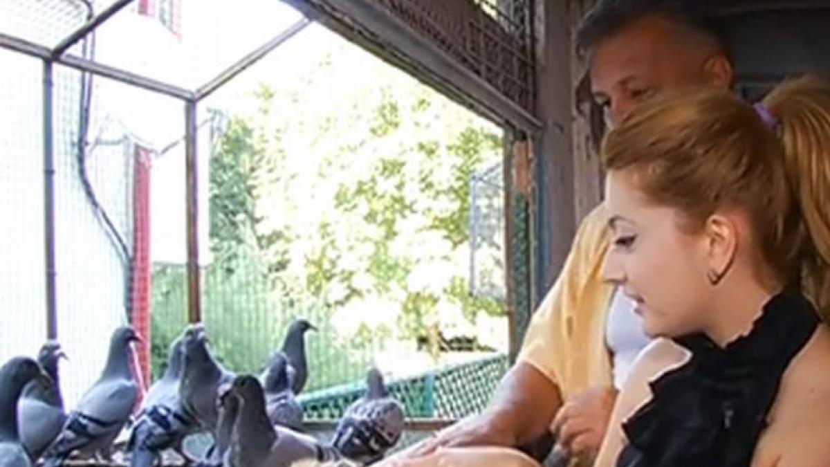 povestea porumbeilor voiajori