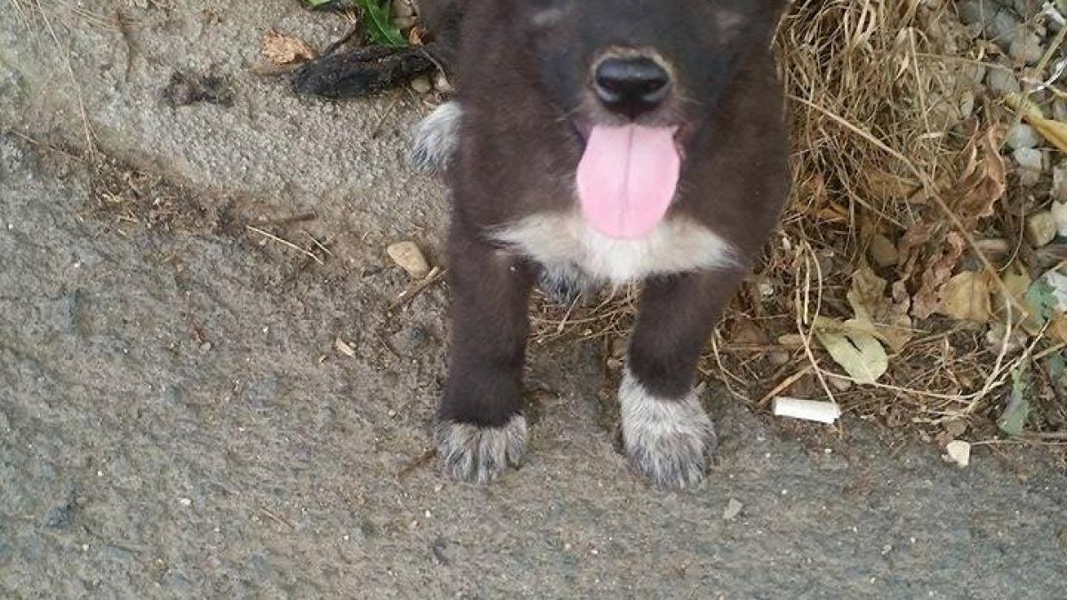 pui de caine zdrobit in bataie de un tanar nu departe de timisoara