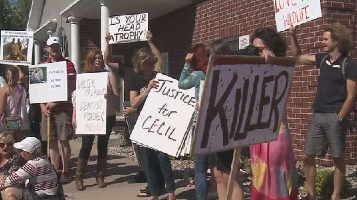 zimbabwe ar putea cere extradarea lui walter palmer ucigasul leului cecil