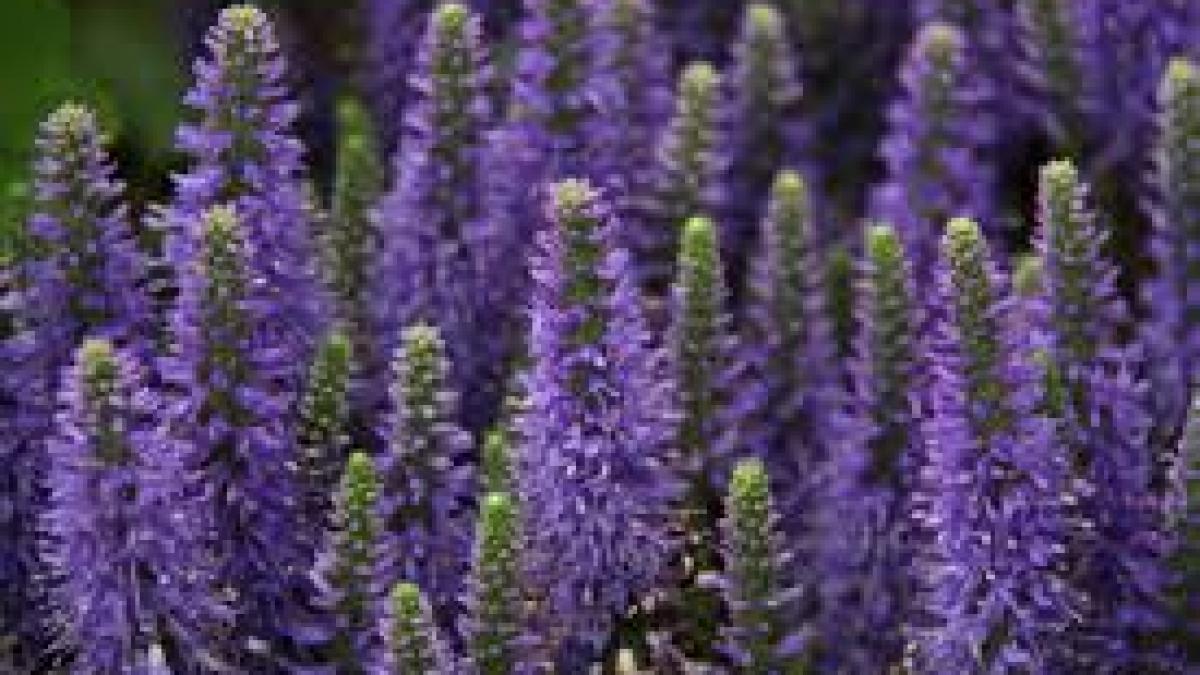 marele secret al lavandei