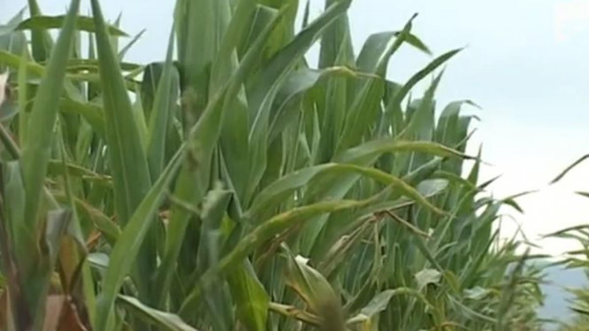 seceta ajunge in instanta agricultorii dau in judecata anm