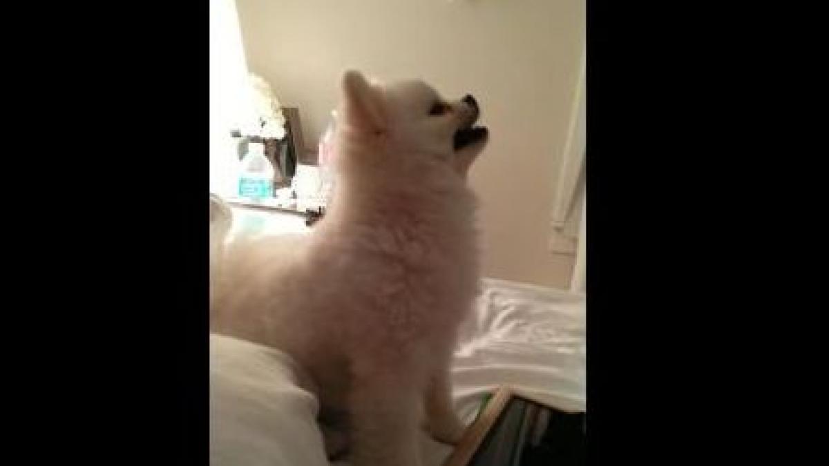 un pui pomeranian care stranuta face senzatie pe internet