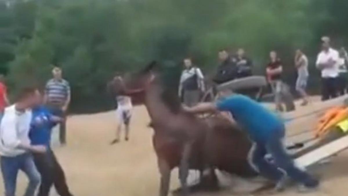 imagini revoltatoare la un targ cai batuti si torturati de stapani