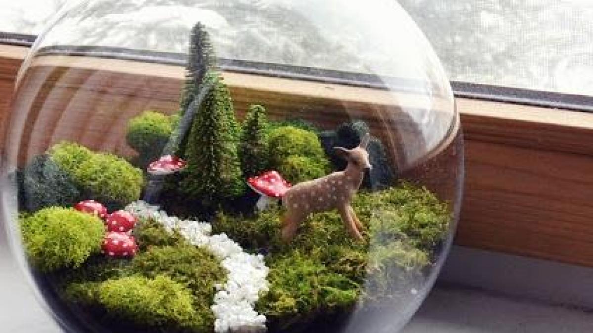 cum se face un terariu creeaza ti propria gradina intr un borcan