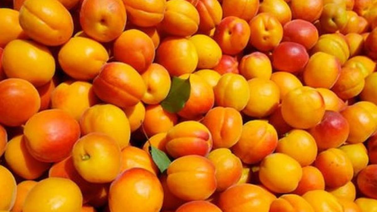 primarul care cumpara din bugetul local o tona de caise ca sa faca tuica