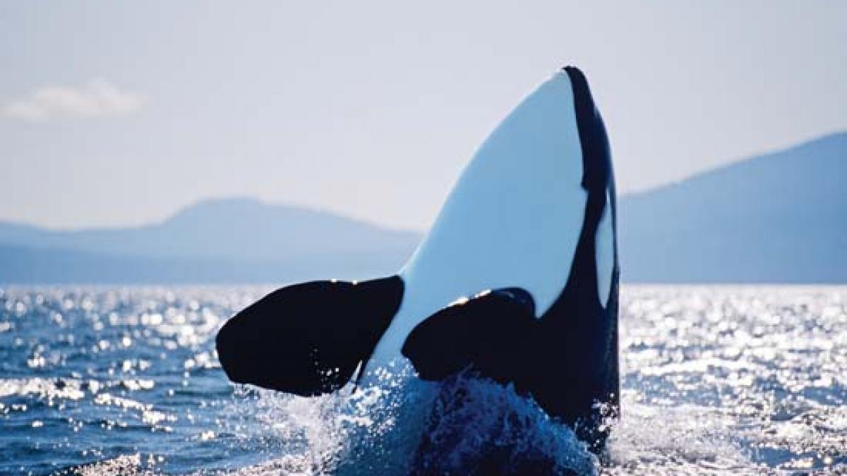 foto o drona a surprins un moment de familie emotionant in apele insulei vancouver