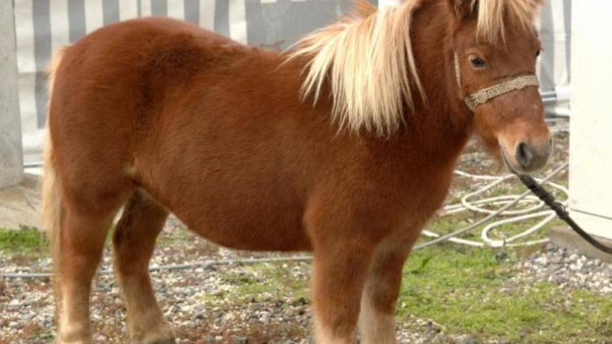 ponei salvati de la chin erau exploatati fara mila de stapanii lor