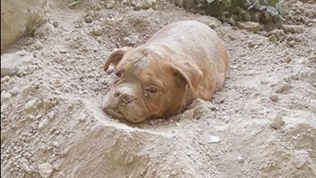 un caine a fost ingropat de viu imaginile socante publicate pe facebook