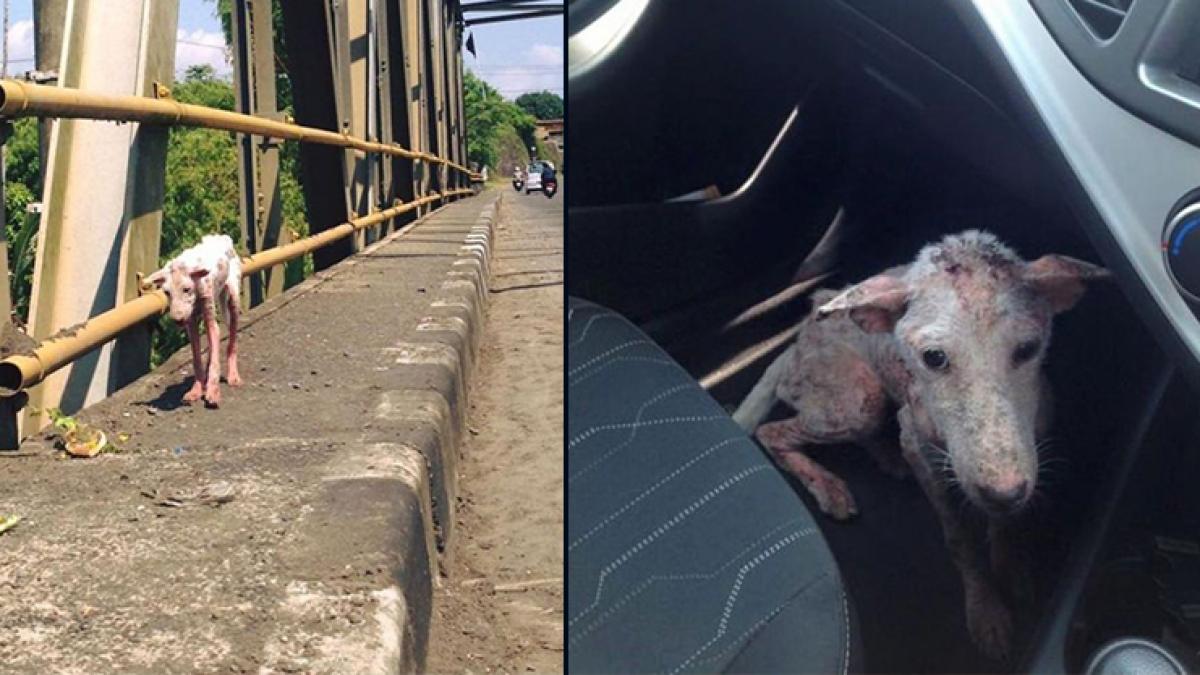 acest caine aflat in pragul mortii a primit o a doua sansa cum arata acum