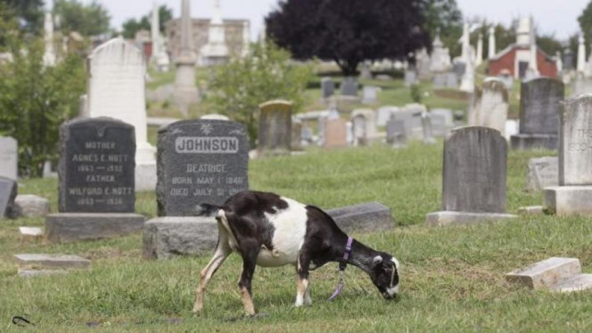 capre libere prin cimitir ce au cautat animalele printre morminte