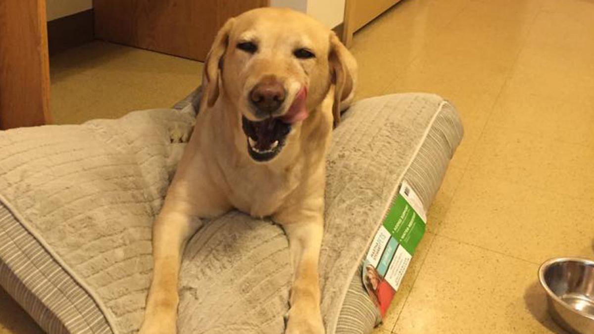 un labrador si a salvat stapana dintr un incendiu dupa ce a sunat la pompieri si a scos o pe femeie