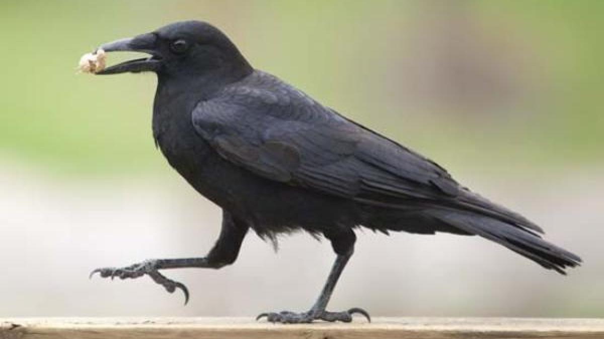 practica macabra intr un sat din timis