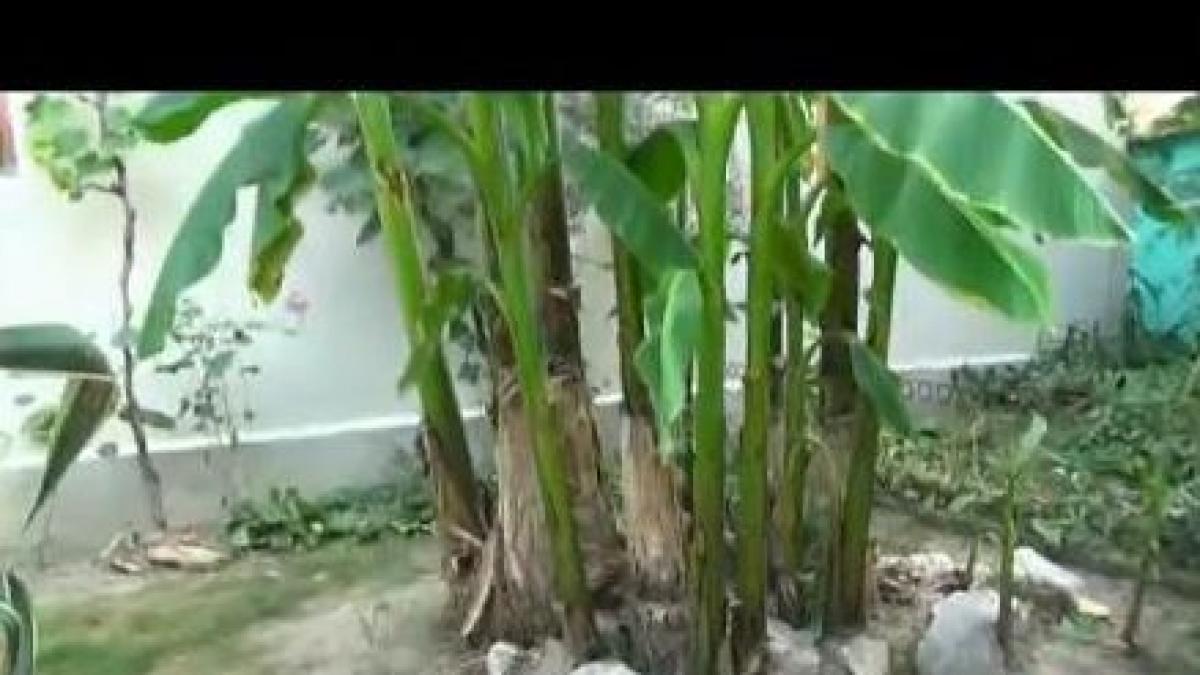 recolta de banane romanesti