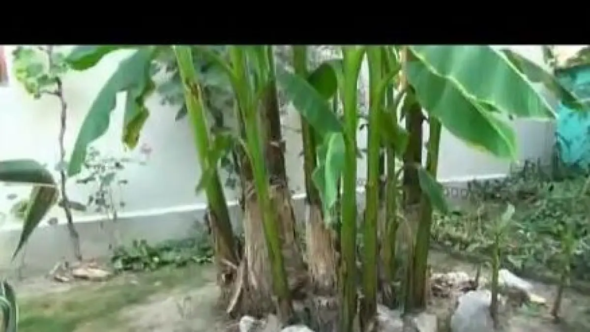 recolta de banane romanesti