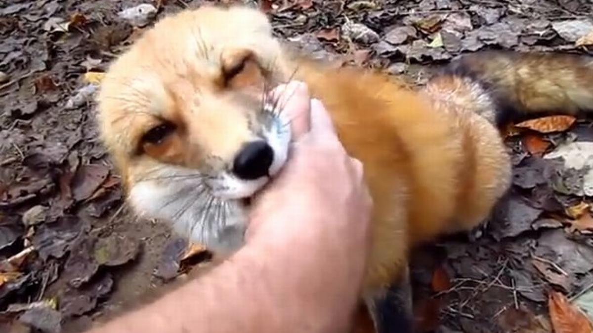 vulpea care se crede caine simpaticele imagini au facut inconjurul lumii