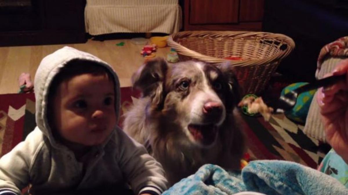 un caine reuseste sa spuna mama inaintea unui bebelus