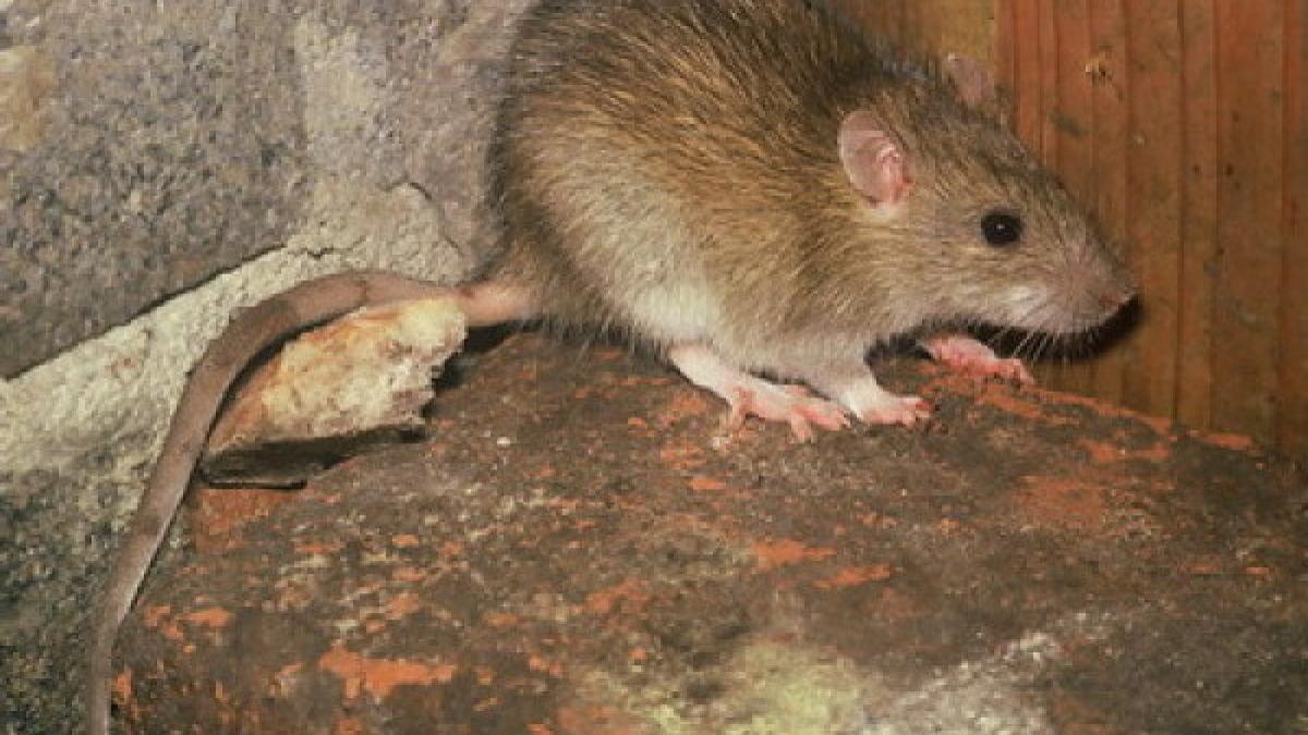 invazie de sobolani intr un cartier important din bucuresti