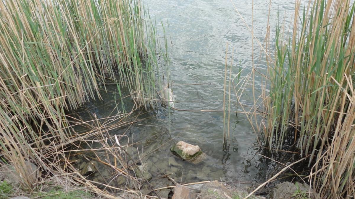 sute de pesti morti in delta din cauza caniculei