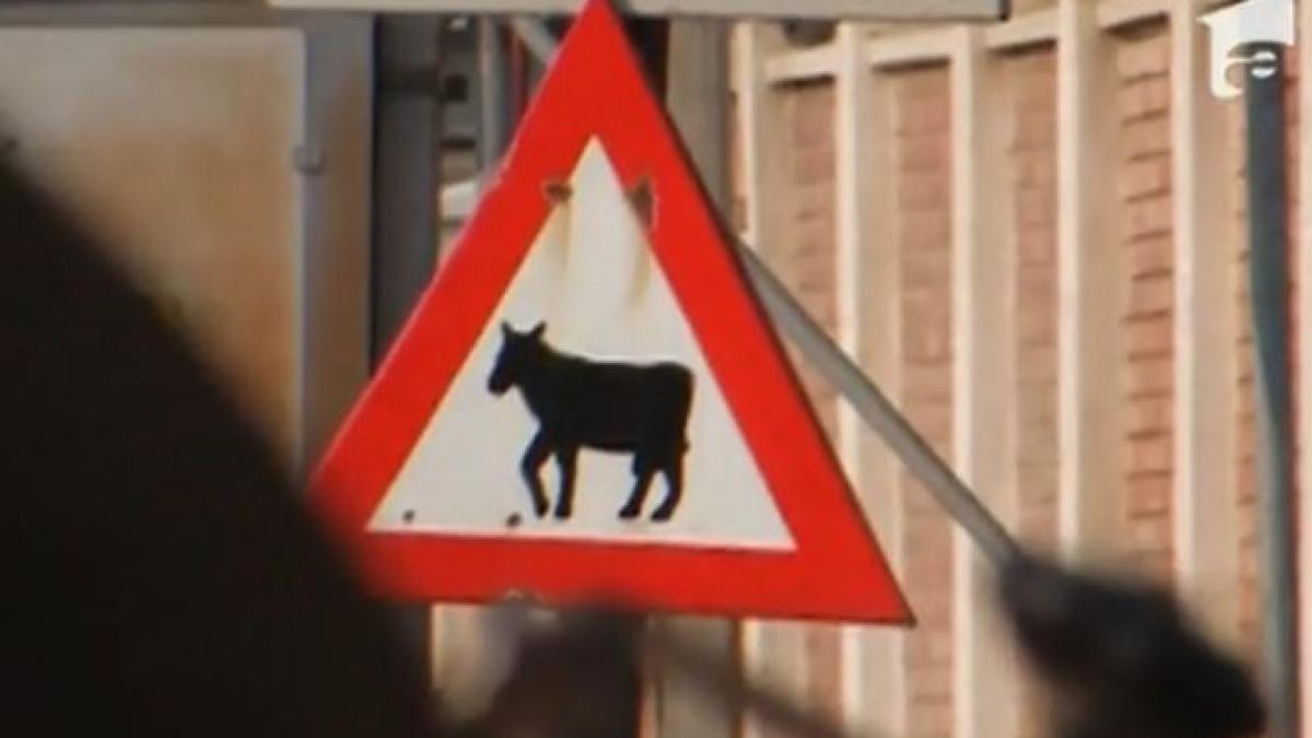 seceta scoate animalele la vanzare