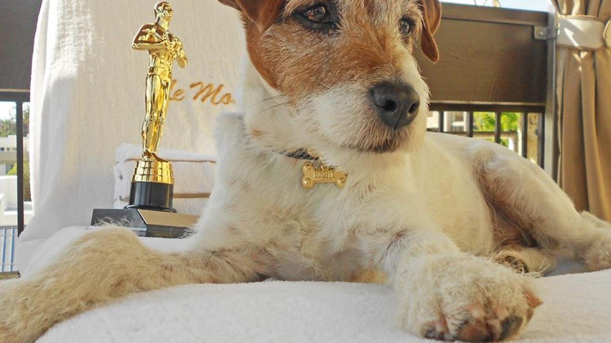 un catel celebru din filme a murit l ai vazut intr o capodopera