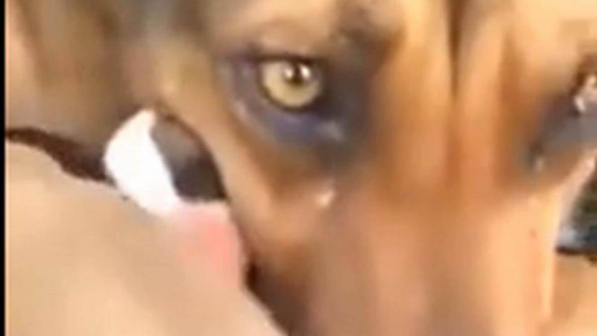 niciun caine nu a mai fost filmat facand asta reactia emotionanta a unei cateluse dupa ce si a