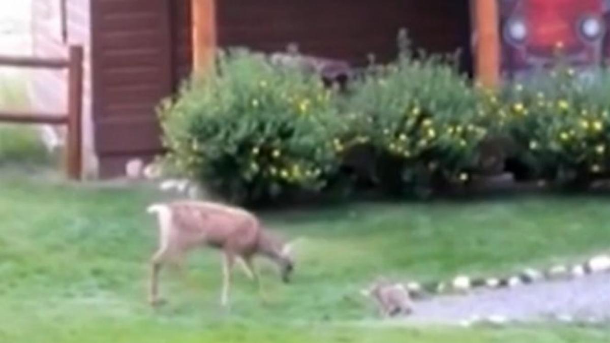 prietenie ca n povesti imaginile care fac senzatie pe internet