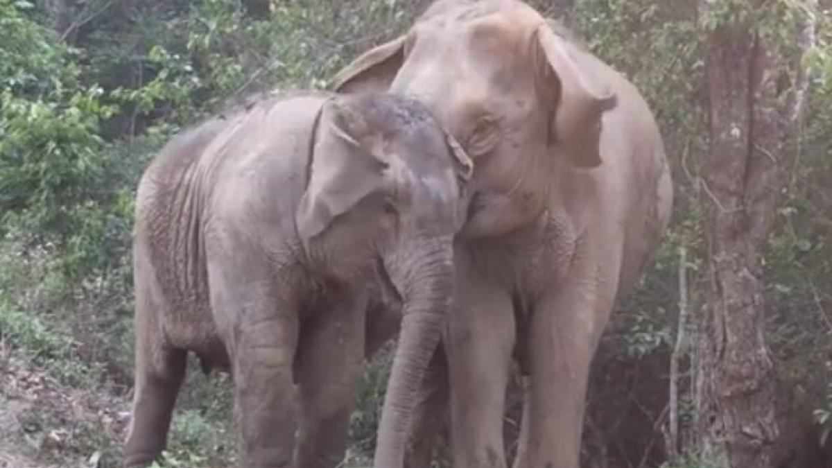 a trait departe de mama ei 3 ani momentul reintalnirii a fermecat milioane de oameni